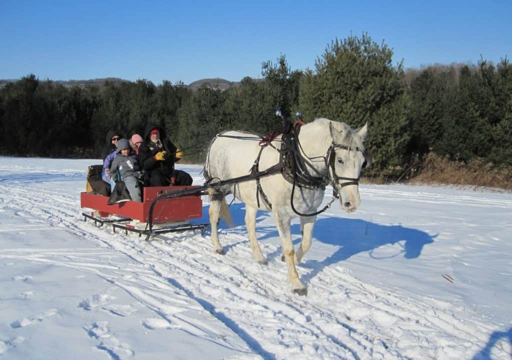 Horse drawn sleigh in jingle bells