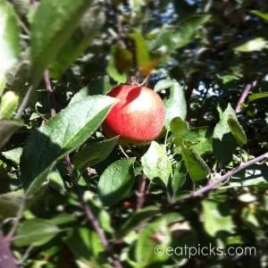 apple picking for pies
