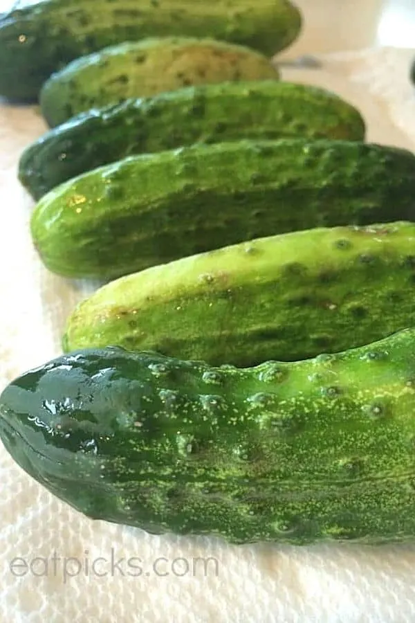 kirby cucumbers for refrigerator pickles