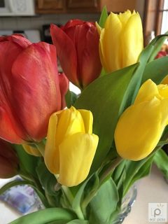 Fresh Tulips for Friday Coffee Talk Renewing