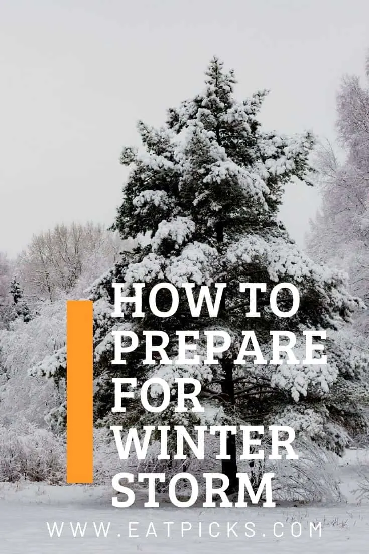 How to Prepare for Winter Storm Guide with evergreen tree