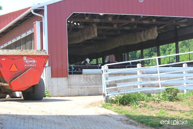 Cow in Red Barn