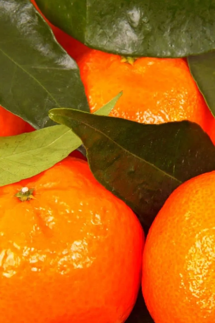 Clementine oranges with leaves