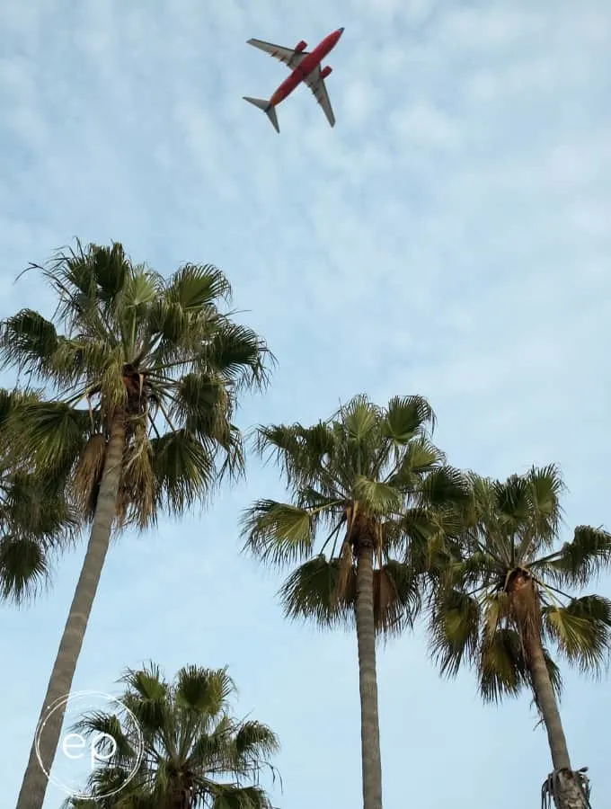 jet in sky over palm trees travel