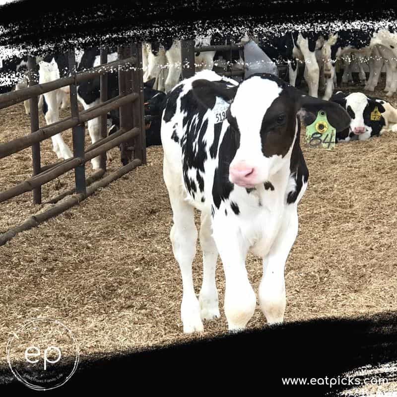 Veal calf standing in open barn