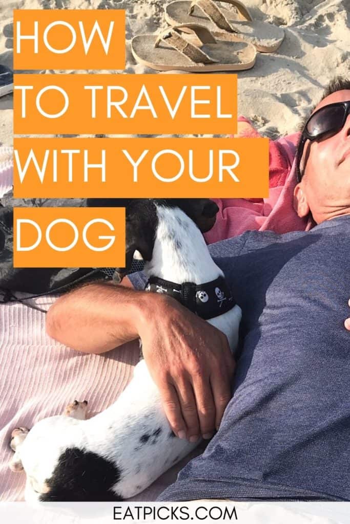 How to travel with your dog